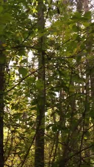 Vertical Video Trees in the Autumn Forest in the Afternoon