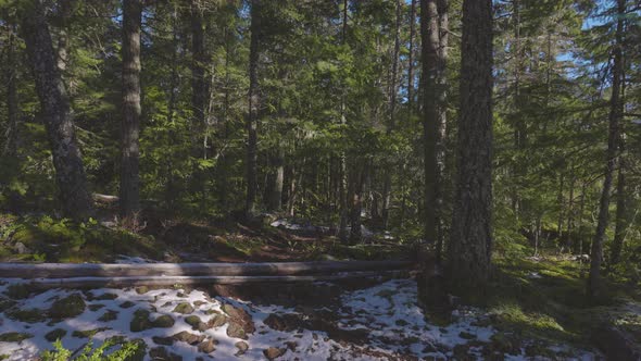 Rain Forest in British Columbia Canada