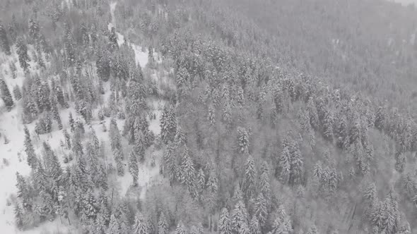 Flight above winter forest in Bakuriani, Georgia