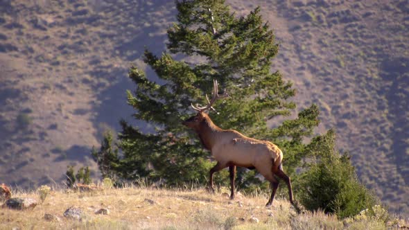 Bull Elk walking across hill top