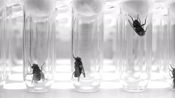 Many Flies in Test Tubes for Study in the Laboratory