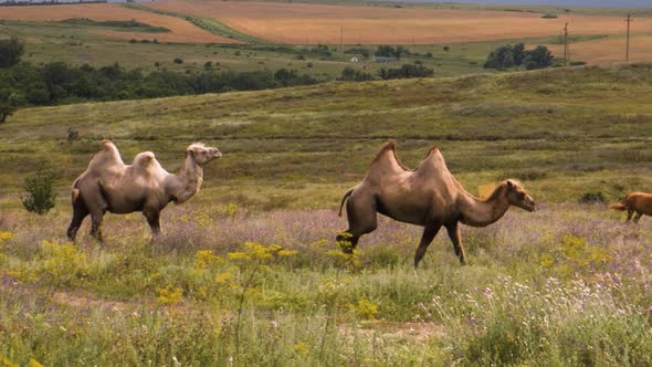 Two Bactrian Camels are Walking on the Green Steppe and Eating Grass