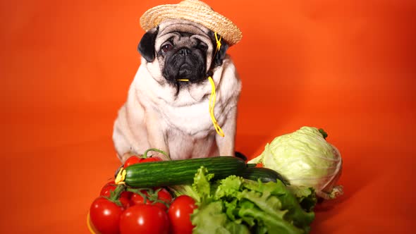 Close Up of Tired Cute Pug with Tomatoes Cucumbers Lettuce and Cabbage on Orange Background