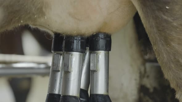 Automated Milking Suction Machine During Work With Cow Udder - close up
