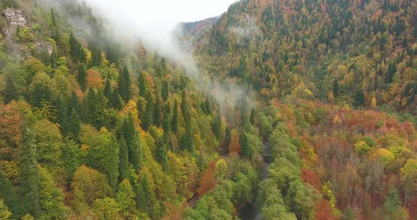 Mountain landscape. Autumn trees in the clouds. Aerial