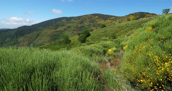 Col de la Croix de Berthel, Pont de Montvert, Mont Lozere, Lozere, France