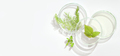 natural cosmetic research in a laboratory, petri dishes with medium, green leaves.  - PhotoDune Item for Sale