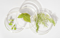 wild herbs in petri dish as natural medicine ingredient, using forest plants - PhotoDune Item for Sale