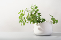 minimal home decor with green plants. lingonberry leaves growing in white flowerpot.  - PhotoDune Item for Sale