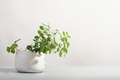 minimal home decor with green plants. lingonberry leaves growing in white flowerpot. - PhotoDune Item for Sale