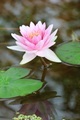Lotus - PhotoDune Item for Sale