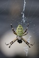 spider and cobweb - PhotoDune Item for Sale
