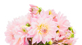 Bouquet of pink dahlias on a white background isolate - PhotoDune Item for Sale