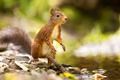 Red squirrel standing at the forest floor looking for enemies - PhotoDune Item for Sale
