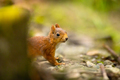 Curious red squirrel standing at the forest floor - PhotoDune Item for Sale