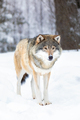 Male wolf stands in the snow in beautiful winter forest - PhotoDune Item for Sale