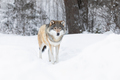 Wolf standing in the snow in beautiful winter landscape - PhotoDune Item for Sale