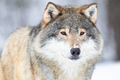 Close-up portrait of a wolf in the cold winter - PhotoDune Item for Sale