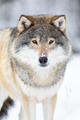 Close-up portrait of a male wolf in the cold winter - PhotoDune Item for Sale