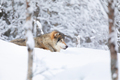 Beautiful wolf walking in the snow in beautiful winter forest - PhotoDune Item for Sale