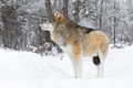 One beautiful wolf standing in the snow in beautiful winter forest - PhotoDune Item for Sale