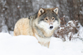 Beautiful alpha male wolf stands in the snow in beautiful winter forest - PhotoDune Item for Sale