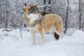 Wolf standing in the snow in beautiful winter forest in the evening - PhotoDune Item for Sale