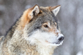 Close-up of focused wolf stands in beautiful and cold winter forest - PhotoDune Item for Sale