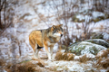 Beautiful wolf approaching in the forest in early winter - PhotoDune Item for Sale