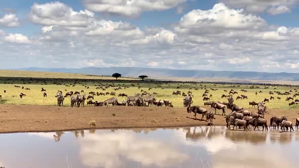 Wildebeest And Zebra Herds In Africa Time Lapse