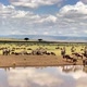 Wildebeest And Zebra Herds In Africa Time Lapse - VideoHive Item for Sale