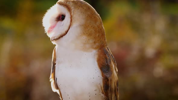Close-up of a Barn Owl