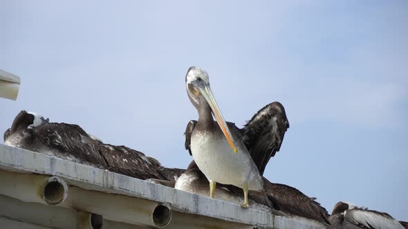 Peruvian pelican standing on top of rooftop next to a group of resting pelicans