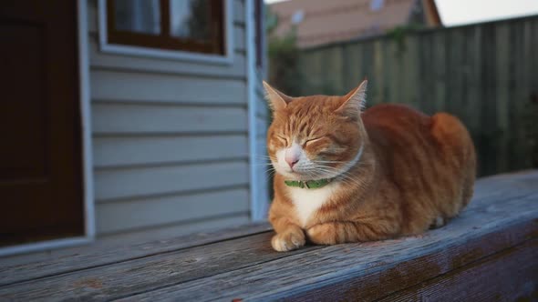 Ginger Cat Is Resting Sitting on a Wooden Porch Eyes Closed