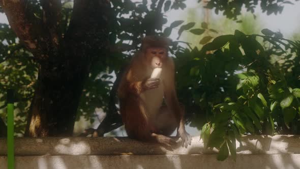 Monkey In Sri Lanka