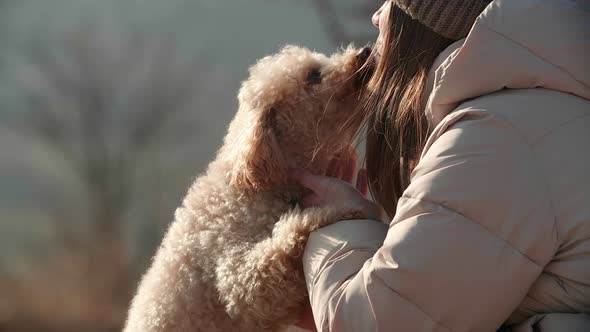 A Cute Toy Poodle Licks a Young Girl's Face