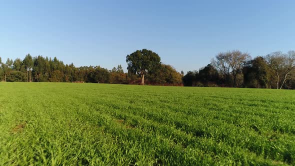 Spring Meadow