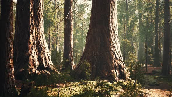 Giant Sequoias in the Giant Forest Grove in the Sequoia National Park