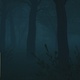 Twilight in the Foggy Forest - VideoHive Item for Sale