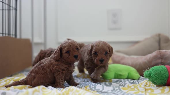 Lovely Newborn Goldendoodle Puppies Indoors Learning To Walk.