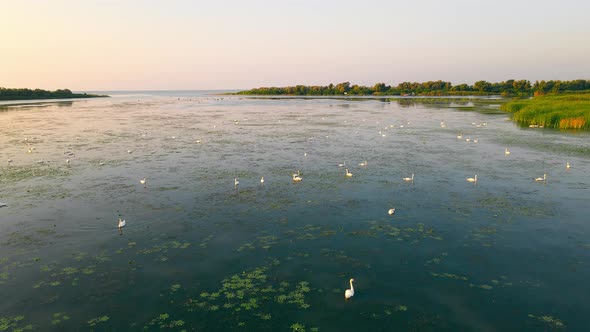 Swans in the Wild in a National Park in a Backpack at Sunrise