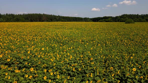 Drone aerial view of A sunny field of sunflowers in glowing yellow light.