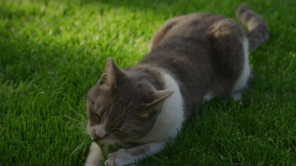 White Tabby Domestic Cat Catching Its Prey on the Green Grass Lawn in the Garden