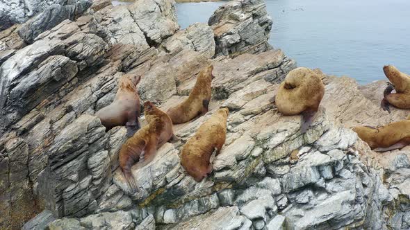 Steller's Sea Lions Rest on a Rocky Island in the East Sea