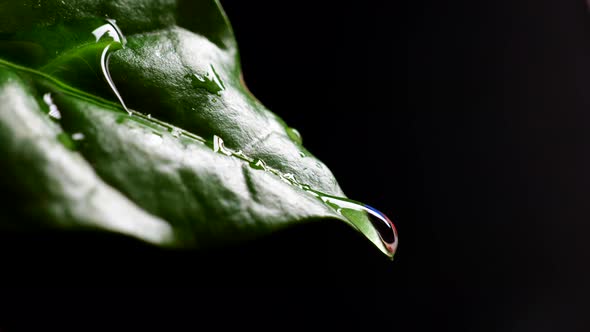 Closeup View of Water Droplets on Green Coffee Leaf