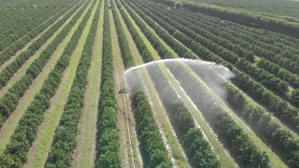 aerial view Irrigation in orange plantation on sunny day in Brazil