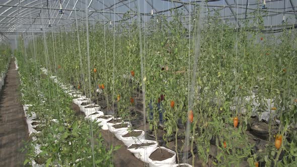 Greenhouse with Growing Tomato Bushes