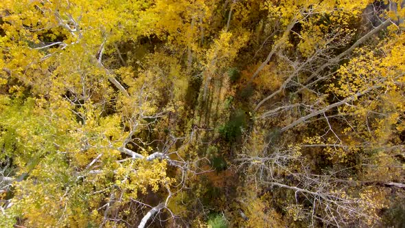 Straight down aerial view of an aspen grove in autumn with yellow golden leaves