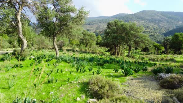 Mediterranean Landscape Drone Slowly Flying Through Olive Trees Beautiful Nature View of Green Grove