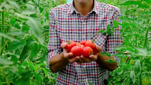 Man Farmer is Harvesting Tomatoes in the Garden